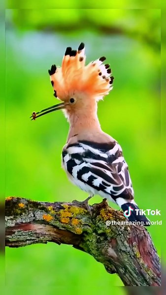 Discover the Most Beautiful Birds in the World