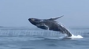 Whale watch from the shoreline? Whales seen in Boston Harbor, Dorchester Bay