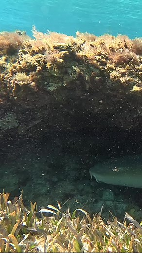 Explore Underwater World in Cozumel with Nadia Rubio