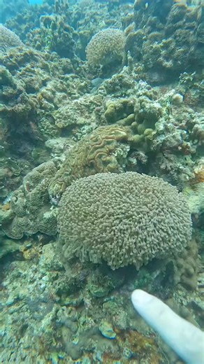 Acropora millepora is a branching coral found in the Indo-Pacific, vital for reef ecosystems.It reproduces sexually through spawning and asexually by fragmentation. Threatened by climate change and ocean acidification, its conservation involves marine protected areas and restoration efforts. | AKVARYUM Bilgi Paylasim