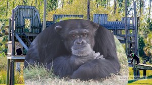 3.2K views · 81 reactions | We have a Year-End Challenge to raise $150,000 before midnight on December 31. You can help! bit.ly/2lk3RIZ Bring more chimps home to sanctuary. #chimpanzees | Save the Chimps, Inc. | Facebook