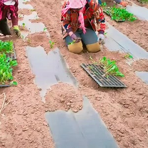 体，《诗经》中此