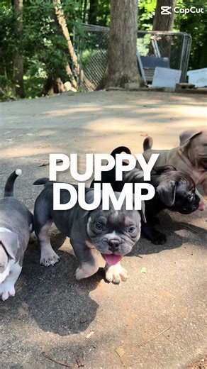 One week down!🐶 #americanbully #puppy #pocketbully