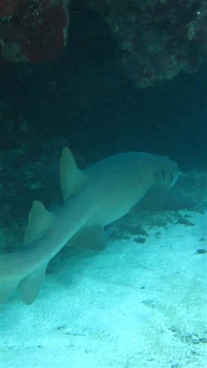 Acompañado a un tiburón nodriza en una cueva, islas Guna#panama#caribe#shark#tiburones#wildlife#trip