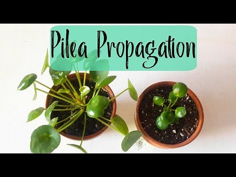 Pilea Peperomioides Propagation (Chinese Money Plant Propagation)