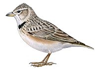 Calandria común - SEO/BirdLife