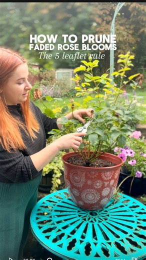 🌹 Why You Need to Prune Your Roses — Here’s What It Actually Does In the reel, we show you exactly how to deadhead your roses using the five leaflet rule — but here’s why it matters: 1) Encourages healthy new growth – Cutting just above a five-leaflet node helps direct the plant’s energy to the right place, especially important if buds haven’t formed yet. 2) Prevents disease – Pruning improves airflow through the plant, making it less susceptible to common rose issues like powdery mildew. 3) Pr