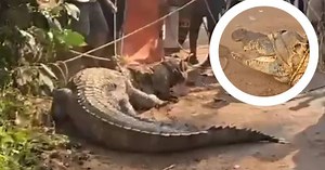 Enormous crocodile wanders into village in India