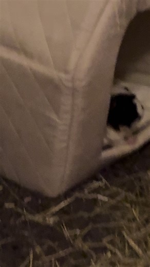 When you try to film your guinea pig , but it gets scared and runs away 😩😂#guineapig #guineapigsoftiktok #guineapiglove #fyp #xbcyza