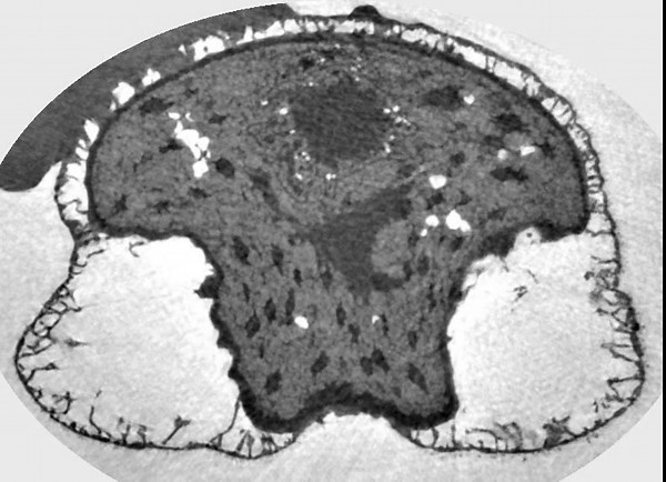 High-resolution 3D study of pine pollen reveals nanofoams are key to surviving mass extinctions