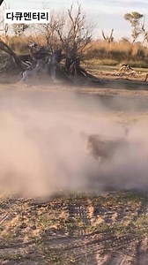 Wild dogs surround lions with no way out😆😆 | UFO Aliens TV