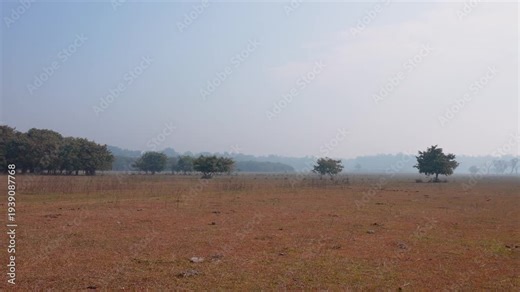 Wide grassland view at Rajaji National Park, a tiger reserve and wildlife sanctuary in Uttarakhand India
