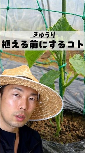 きゅうり植え付け前の3つの重要作業 #家庭菜園 #家庭菜園初心者 #きゅうり栽培
