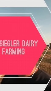 Halloween on the farm! Just finished feeding the cattle, and it's time for a special video on a special day. Prepare for some farm fun! #Halloween #FarmLife #Cattle #SpecialDay #FarmFun | Siegler Dairy Farm
