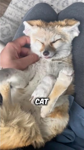 This Tiny Fox Acts Exactly Like a Cat