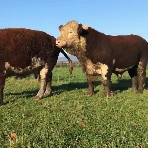 A HEALTHY BULL AND HEALTHY COW OF THE HEREFORD BREED