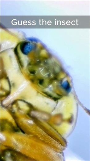 Can you guess the insect?