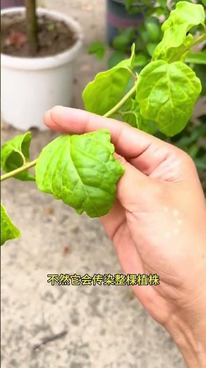 Save Your Plant! Don't Just Cut Yellow or Black Spots