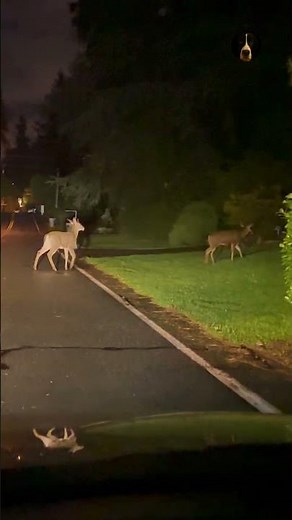Midnight Deer Crossing in Kirkland, Washington | Quiet Night Encounter