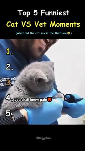Top 5 Funniest Cat Vs Vet Moments #cat #catmemes #funny #shorts #catlovers #veterinarian