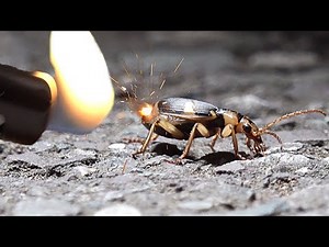 폭탄먼지벌레 '방귀'에 불을 붙이면 폭발할까?