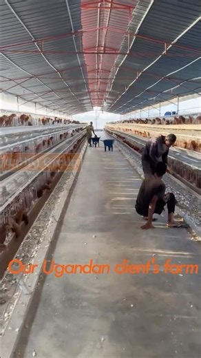 Uganda Layer Chicken Farm Daily Vlog, Breeder Chicken Cage Design #uganda#breeder#poultry