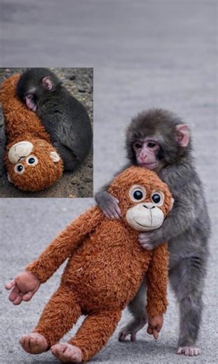 Meet Punch, the baby monkey who was abandoned at birth. His only friend is a stuffed animal from IKEA. Now the whole internet is fighting for him 😭🐒 | Know Your Meme