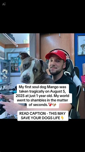 Critical Household Items That Are Toxic to Dogs