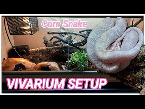 Vivarium Setup for New Pet Corn Snake