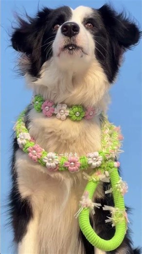 2 Hours to Craft a Super Cozy Drawstring Dog Rope - DIY for Pet Lovers