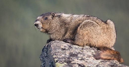 Marmot vs. Prairie Dog: 6 Key Differences
