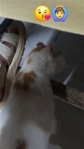 when cat kiss me 😑 #cat #viral #shorts