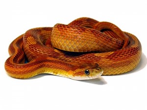 4.4K views · 68 reactions | Snakes ‘N’ Adders Introducing Series...