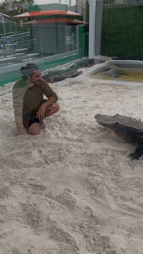 George is back in the gator pit answering a few great questions from Gary — covering everything from gator behavior to what it’s like working so closely with these powerful reptiles 🐊🎤 Got a question for George or the team? Drop it in the comments below and we just might feature it in an upcoming video! @danaturedude #EvergladesHolidayPark #GatorPitTalk #AskGeorge #GatorBoys #AmericanAlligator #AlligatorFacts #WildlifeEducation #ReptileRescue #FloridaWildlife #GatorBehavior #SwampLife #AnimalE