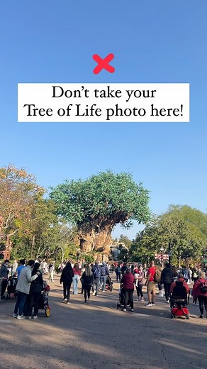 Save this for your next visit to Animal Kingdom! This view of the Tree of Life is breathtaking and makes for a better photo spot than the one as you enter the park! And there’s usually a PhotoPass photographer here to snap your family pics. Bonus tip: this is also a great area to watch Tree of Life awakenings in the evenings! | Magical Places Family