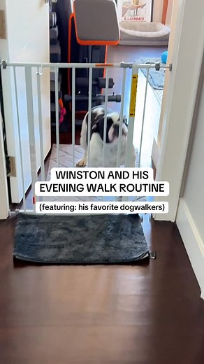 South End Cat Sitting (aka Auntie Julie) on Instagram: "Winston always gets both Auntie Julie AND Uncle Steve for his evening walks (because we’re both obsessed with him), but not before plenty of love and a prewalk dinner party inside first. Walks can wait… Winston time comes first. Also: check out his amazing dad, an award winning boston plastic surgeon 👨🏻‍⚕️ @stdohertymd #bulldogmix #dogwalkerlife #prewalkroutine #dogsofinstagram #bulldoglove #cutedogvideos #rescuedog #boston"