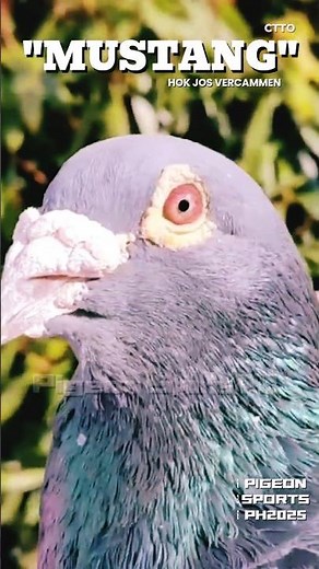 MUSTANG Vercammen Top Pigeon #pigeon #birds #kalapati #kabootar #racingpigeon #kabutar #pigeons