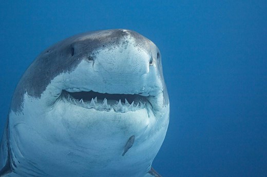 Hawaii Diver Swims Alongside the Largest Great White Shark Ever Recorded