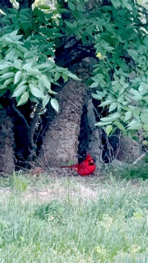 Red Bird in Spring foraging 🐦🌼🌿 #birdwatching #wildlife #northerncardinal