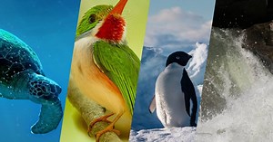 What To Watch Now: 5 Incredible Places In Nature To Explore From Your Couch