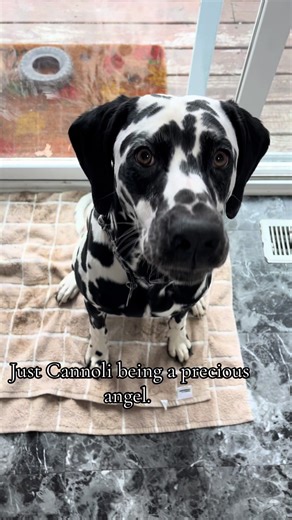 Angel Behavior of Cannoli the Dalmatian