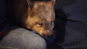 Our entire lives revolve around our wombats and why wouldn't it? Look how adorable and loving these big loaves are! All were orphaned and hand raised then released into our sanctuary. All come to visit us every night. They are why we created a safe and loving home for wombats and they truly are the loves of our lives! Pearl, Puddy and our darling Fat Kitten ❤️ | Wombat Awareness Organisation