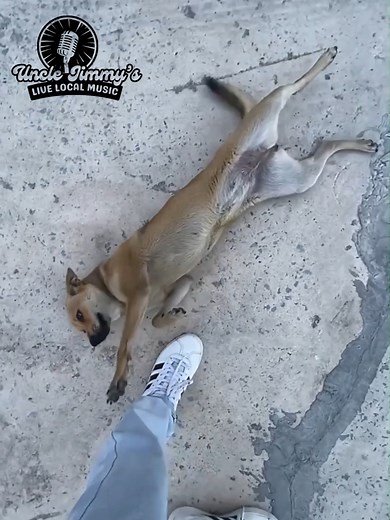 77K views · 452 reactions | Adorable, hilarious, and totally unexpected - these animals will make your day!  #funnyanimals #AnimalComedy #cutepets #HilariousMoments #animalfails | MashUp Mania | Facebook