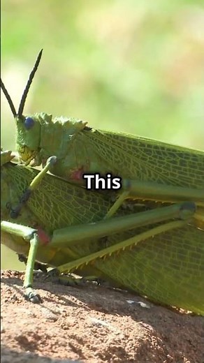 Why Locusts Are The Coolest Insects