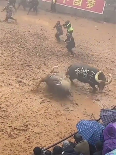 Bullfighting Surprises: Unexpected Real Footage
