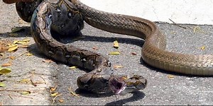 Python vs. Cobra : une bataille impressionante