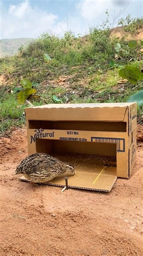 Simple Bird Trap - Quail Trap #shorts