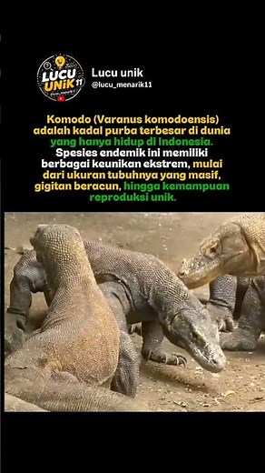 Komodo adalah kadal terbesar di dunia yang hidup di Indonesia. #fyp