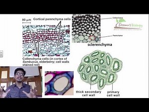 Plant anatomy Video Lecture | Crash Course for CSIR NET Life Sciences (English)