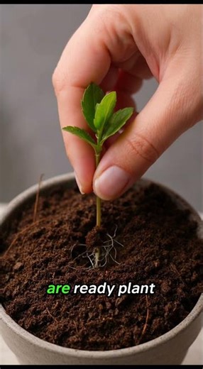 Did You Know You Can Grow Mint at Home? 🌿 (Easy Step-by-Step Guide) #organic #asmr #gardening